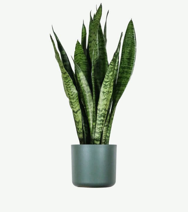 plants ecommerce product featured img 1