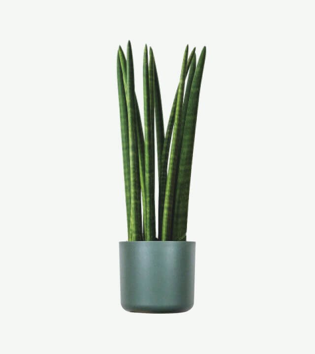plants ecommerce product featured img 10