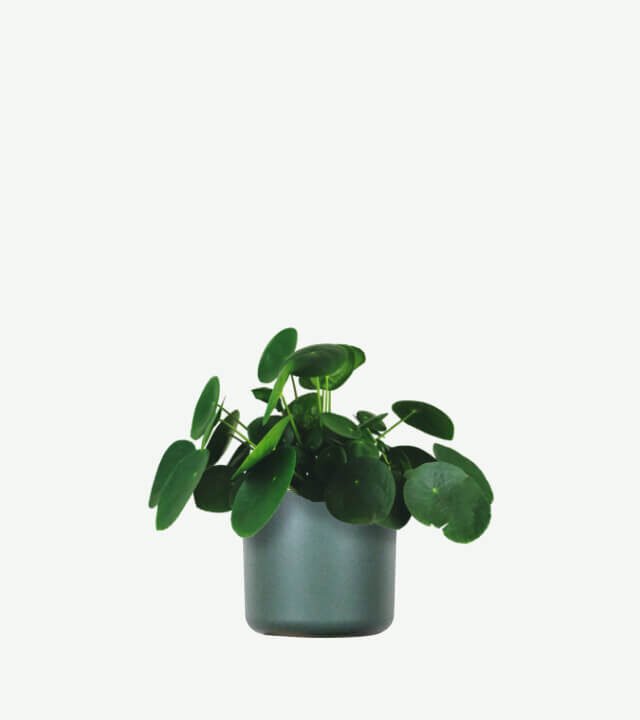 plants ecommerce product featured img 11