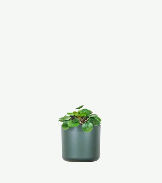 plants ecommerce product featured img 12