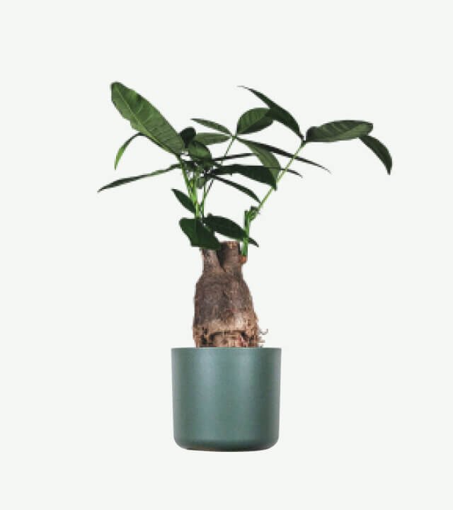 plants ecommerce product featured img 13