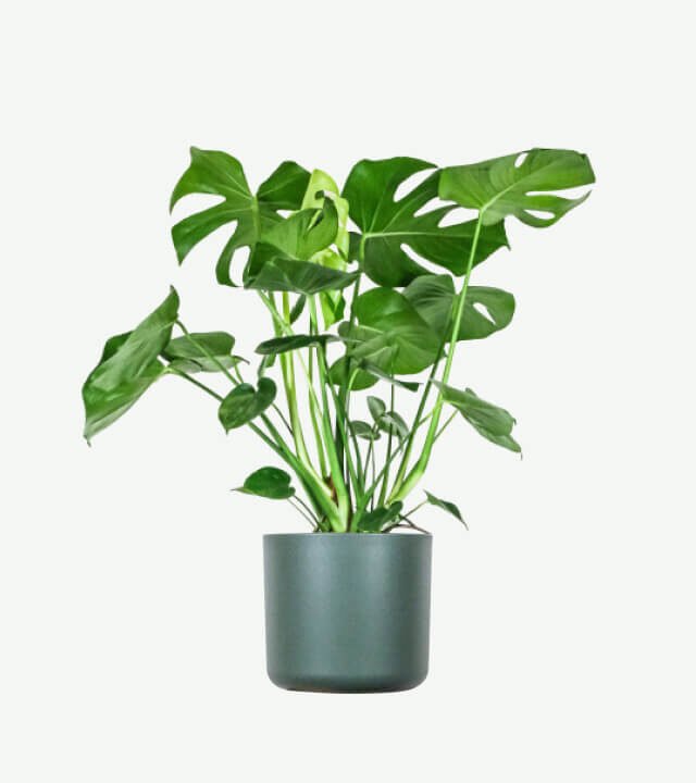 plants ecommerce product featured img 14