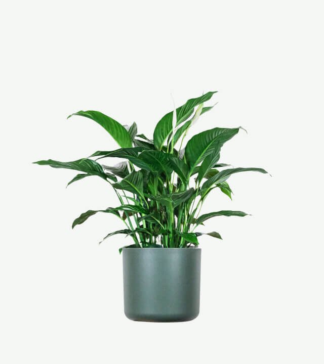 plants ecommerce product featured img 15