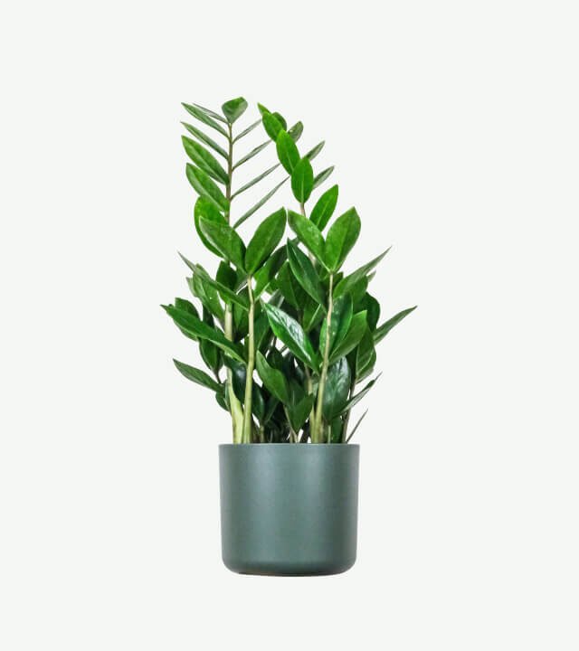 plants ecommerce product featured img 16