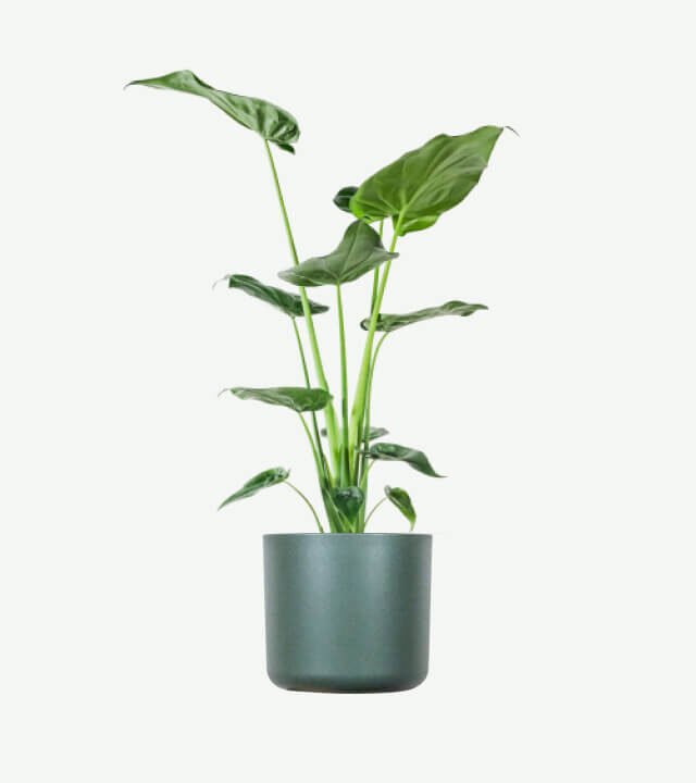 plants ecommerce product featured img 17