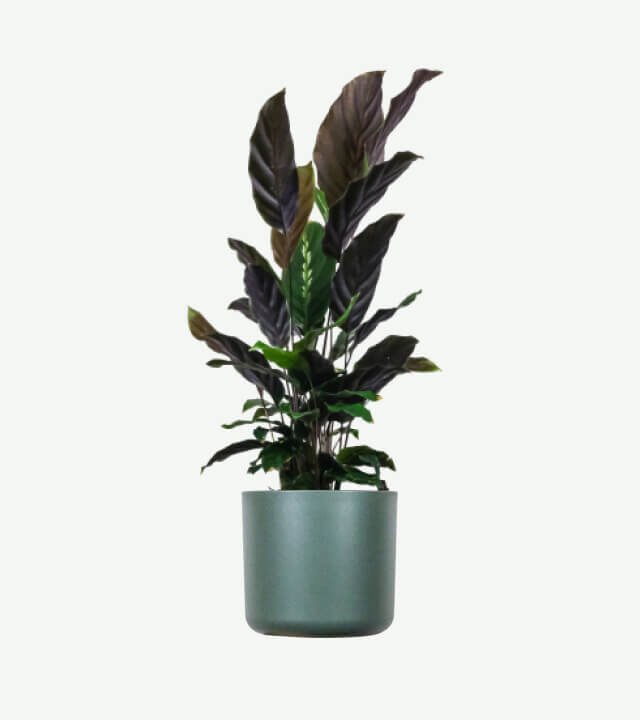 plants ecommerce product featured img 18