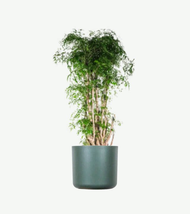 plants ecommerce product featured img 19
