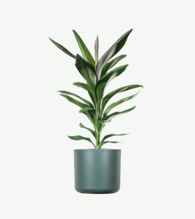 plants ecommerce product featured img 20