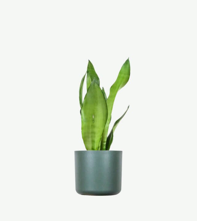 plants ecommerce product featured img 3