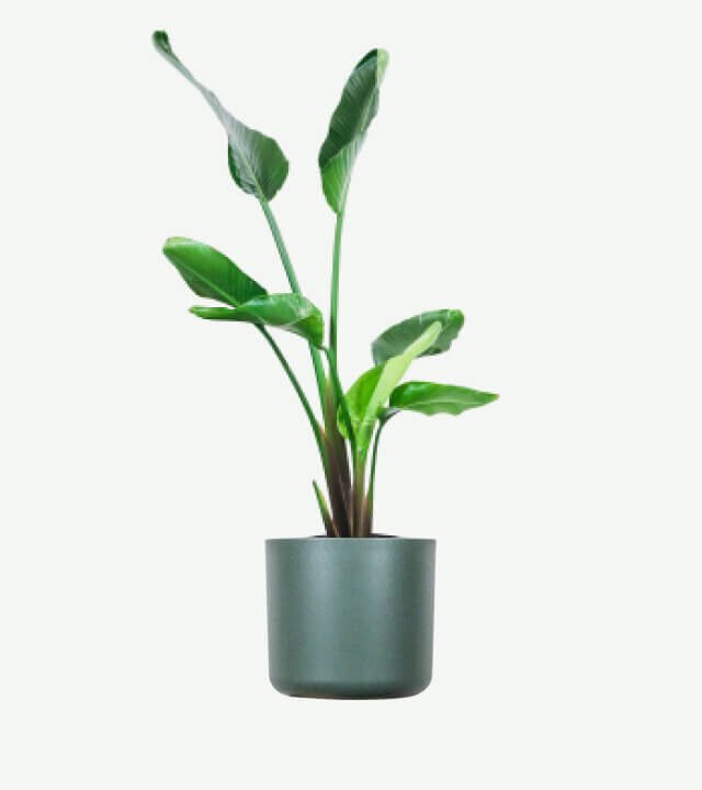 plants ecommerce product featured img 4