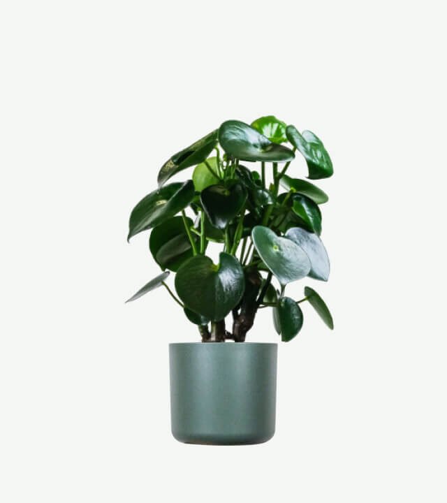 plants ecommerce product featured img 6