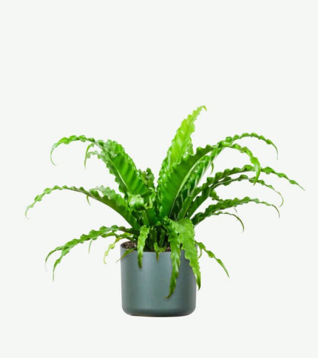 plants ecommerce product featured img 8