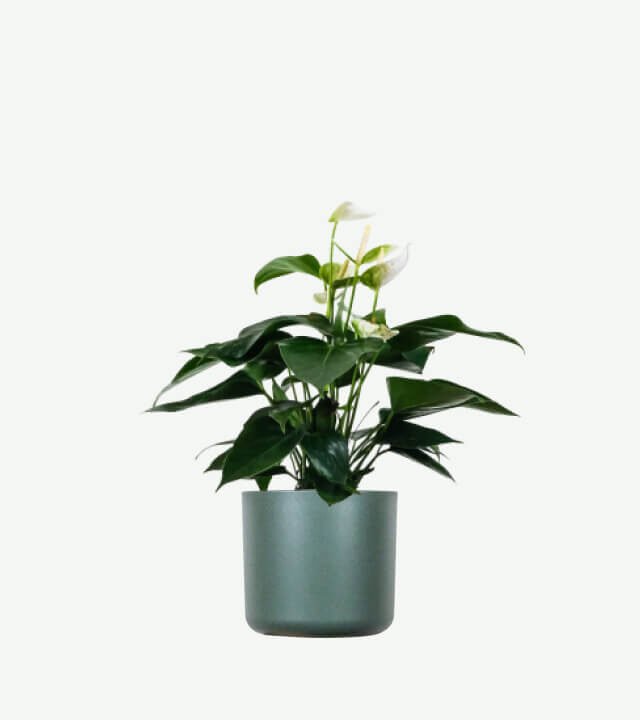 plants ecommerce product featured img 9